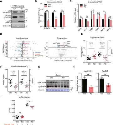 Rheb Promotes Triglyceride Secretion and Ameliorates Diet-Induced Steatosis in the Liver